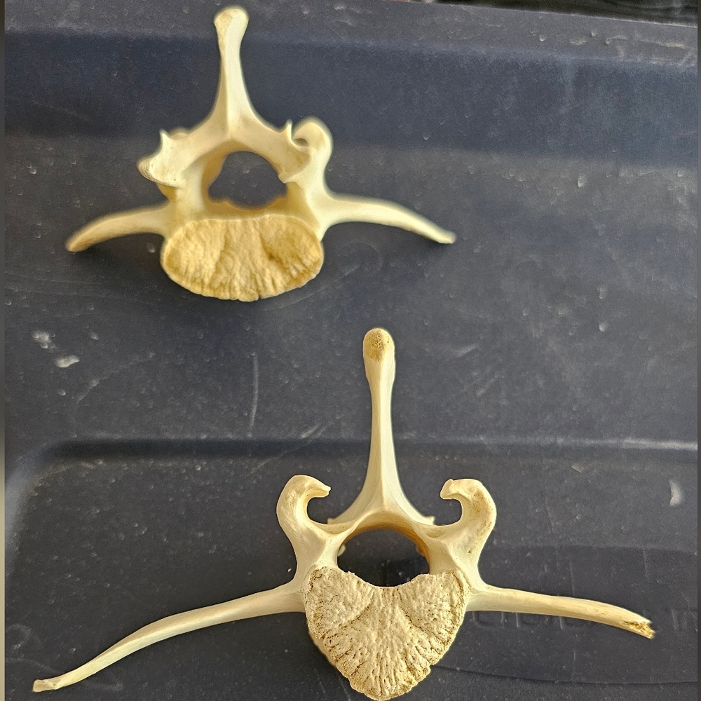 Ethically Sourced Deer Vertebrae Bones set of 2
